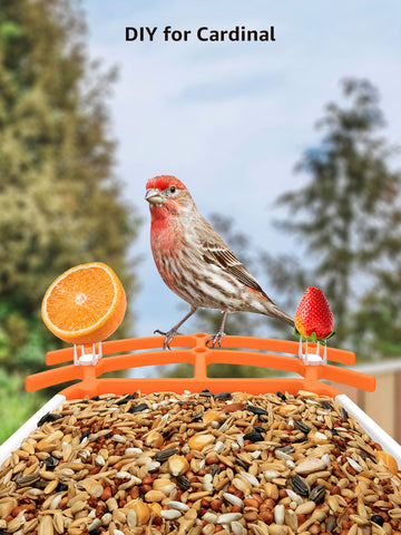 Caméra de Mangeoire à Oiseaux FHD 1080P Oiseaux Exterieur, Caméra d'oiseaux, AI Reconnaissance des Espèces d'Oiseau, Caméra WiFi à Batterie, Capture Automatique des Images/Vidéos, IP65 Etanche (Birdfy Feeder)