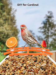 Caméra de Mangeoire à Oiseaux FHD 1080P Oiseaux Exterieur, Caméra d'oiseaux, AI Reconnaissance des Espèces d'Oiseau, Caméra WiFi à Batterie, Capture Automatique des Images/Vidéos, IP65 Etanche (Birdfy Feeder)